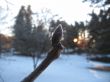 Frozen nipple and sunrise in winter forest