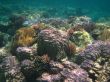 colorful coral reef