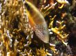fish with lot of point