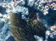 nemo fish