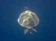 sea turtle