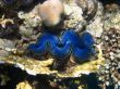 blue shell