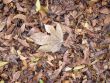 texture dry leaves
