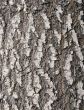 larch bark texture
