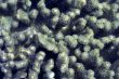 finger coral polyps