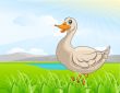 duck in the field