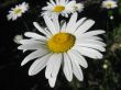 beautiful chamomiles
