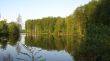 the forest near lake
