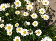 beautiful chamomiles