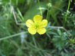 the lonely buttercup