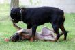 malinois and rottweiler