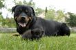  kitten and rottweiler