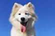 puppy samoyed dog