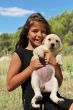 puppy labrador and smiling girl