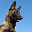 puppy malinois