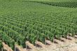 Vineyard