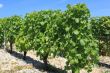 grapevine