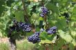 bunch of grapes