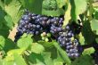 bunch of grapes