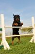 rottweiler in agility