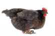 chicken and eggs
