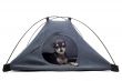 puppy chihuahua in tent