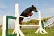 doberman in agility