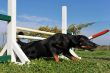 puppy beauceron in agility