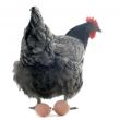 chicken and eggs