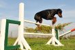 doberman in agility