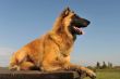 belgian shepherd tervueren