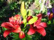 beautiful red lilies