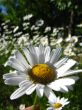 a beautiful flower of chamomile