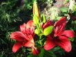 beautiful red lilies