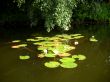 Water-lilies