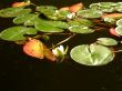 Water-lilies