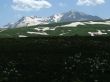 the Alpine meadows