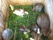 brood of the rabbits