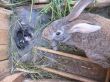 brood of the rabbits