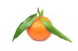Tangerine with leaves on a white