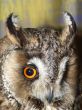 Beautiful owl`s eye