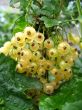 Berries of a white currant