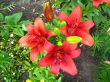 beautiful redheaded lilies