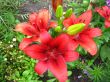 beautiful red lilies