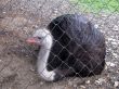 Ostrich