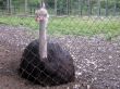 Ostrich