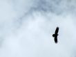 The eagle