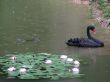 Swan