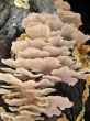 Mushrooms
