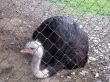 Ostrich